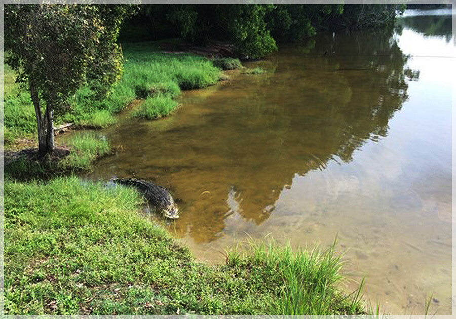 Malaysia Wetlands, Selangor, Paya Indah
巴雅美丽湿地公园, 雪兰莪州属, 马来西亚