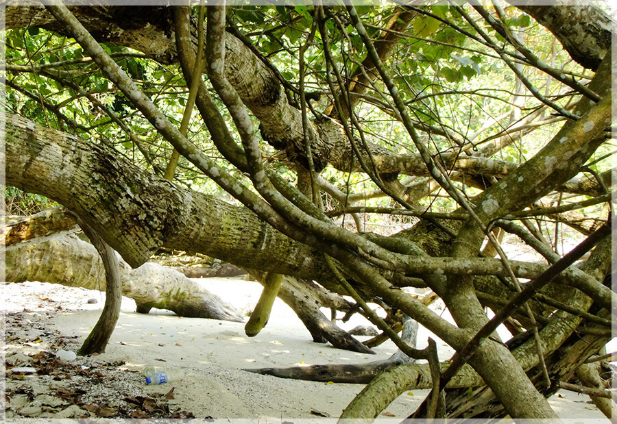 Malaysia Peninsular National Parks, Penang
槟城国家公园, 槟城州属, 马来西亚半岛