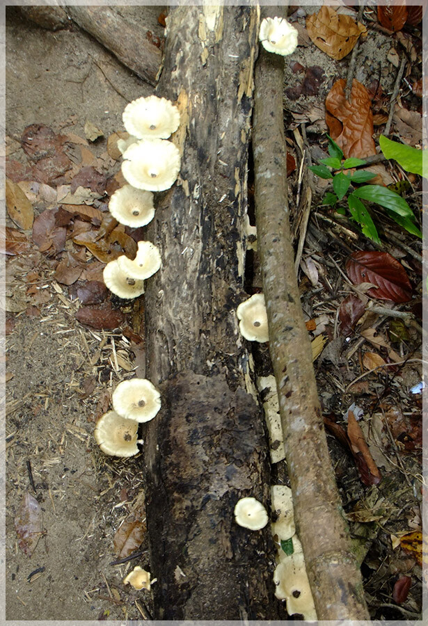 Malaysia Peninsular National Parks, Penang
槟城国家公园, 槟城州属, 马来西亚半岛