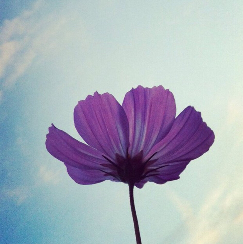 は蛋｜格桑花｜又称格桑梅朵，格桑藏语是美… - 高清图片，堆糖，美图壁纸兴趣社区