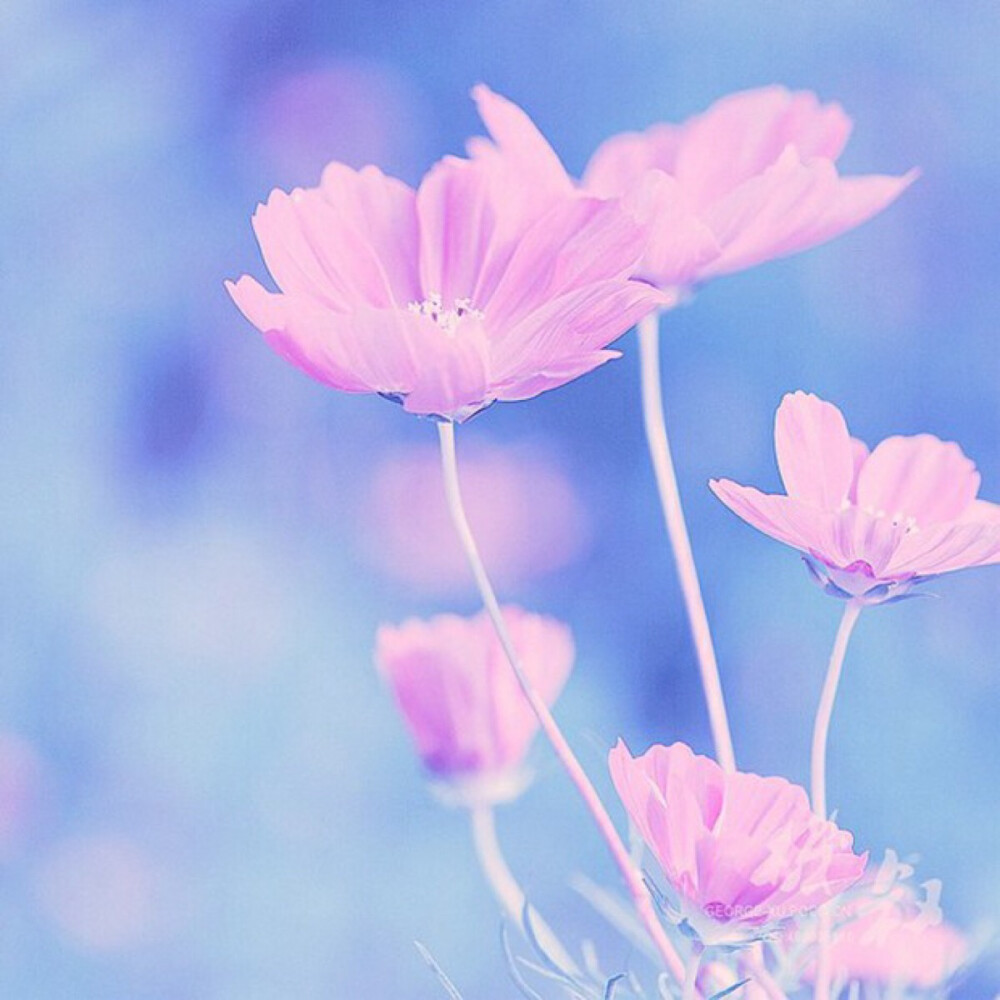 は蛋｜格桑花｜又称格桑梅朵，格桑藏语是美… - 高清图片，堆糖，美图壁纸兴趣社区