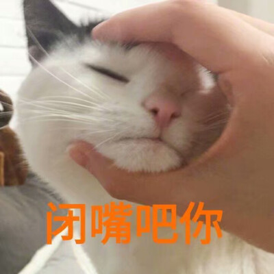 猫の