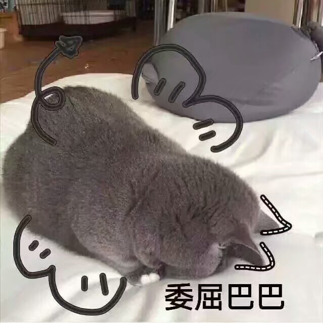 猫の