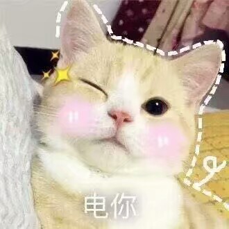 猫の