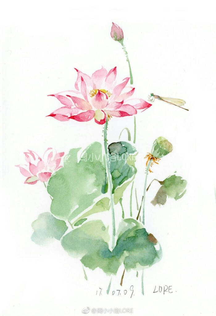 水彩画花卉荷花 堆糖 美图壁纸兴趣社区