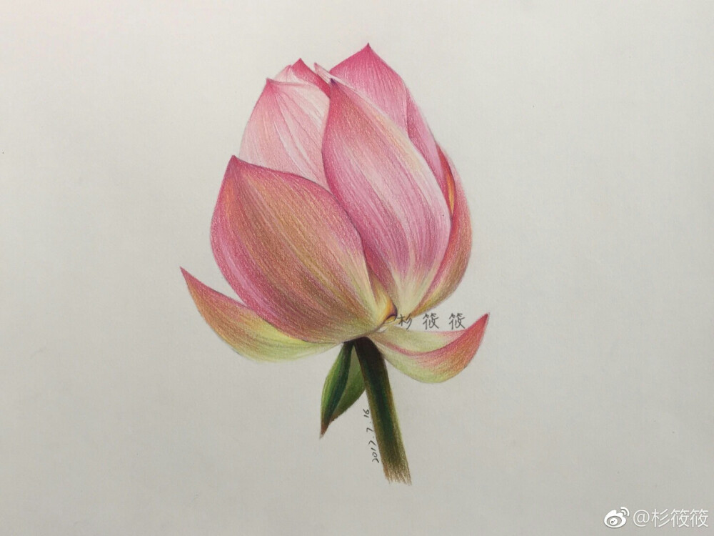 彩铅画 荷花