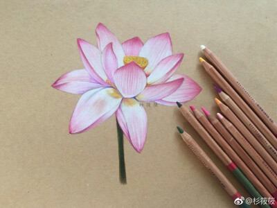 彩铅画 荷花