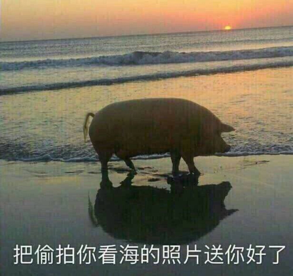 你看海的照片