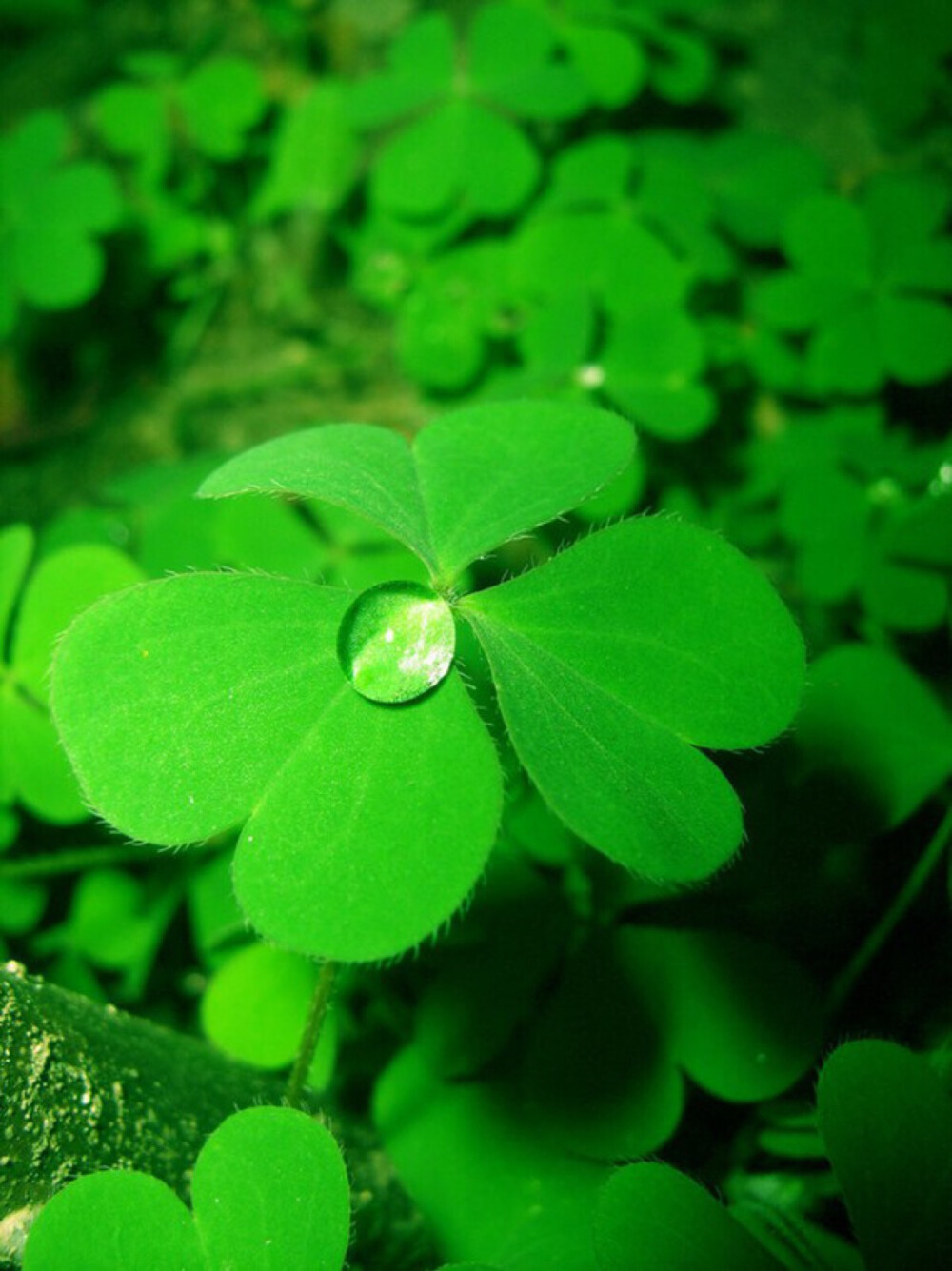 は蛋｜三叶草｜花语是一片叶子代表祈求；两片叶子代表希望；三片叶子代表爱情；四片叶子代表幸福