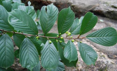 冻绿（Rhamnus utilis Decne）鼠李科（Rhamnaceae）鼠李属植物，别名红冻、黑狗丹茎皮含绿色素，可作绿色染料，此种染料称“冻绿”。用于染棉及丝织品。明清时期，中国所产的冻绿已闻名国外，被称为中国绿。《本草纲…