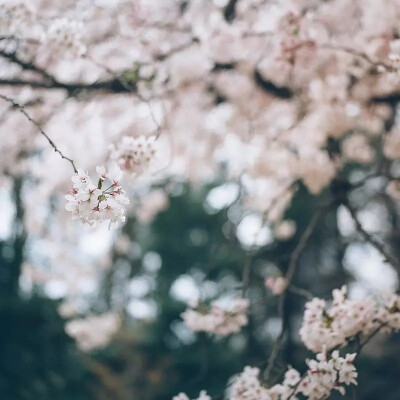 樱花树下