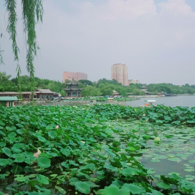 大明湖明湖大