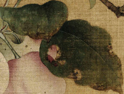 #宋画撷珍# 《果熟来禽图》页，南宋，林椿作，故宫博物院藏
图中木叶的枯萎、残损、锈斑，果子上被虫儿叮咬的痕迹细节，体现画家高超的写生能力。在构图上采取稳定的三角形，删繁就简，树叶错落有致，连阴、阳面、叶…