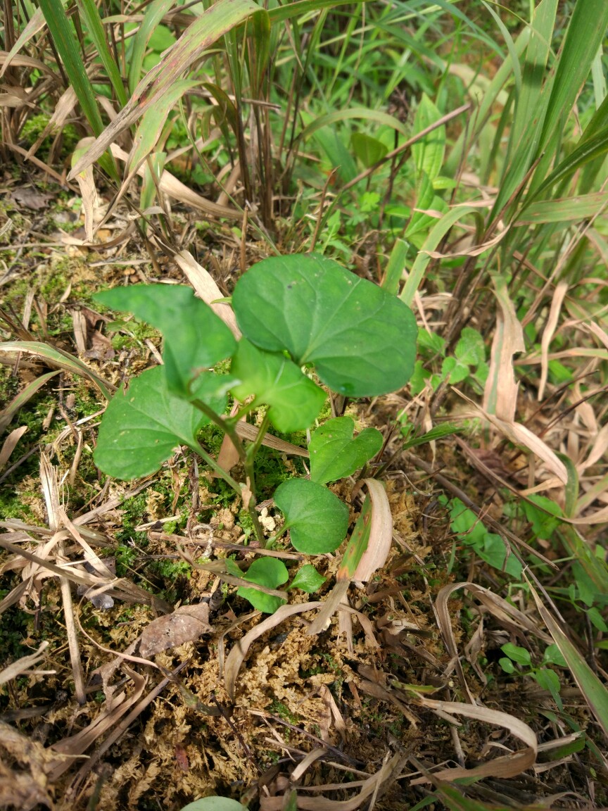 鱼腥草