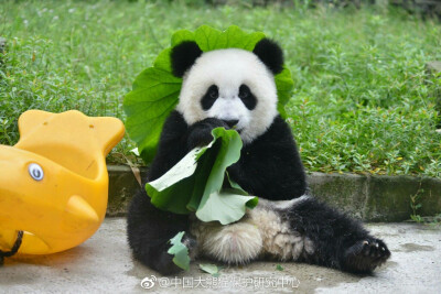 熊猫 中国大熊猫保护研究中心 