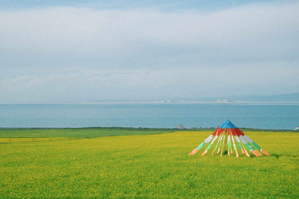 青海湖残留的油菜花