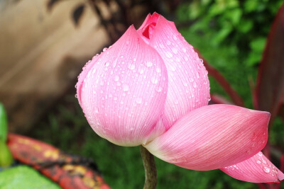 今年拍的唯一一朵。