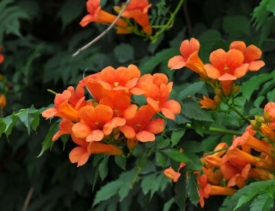 凌霄花，别名：藤萝花。
凌霄为木制藤本