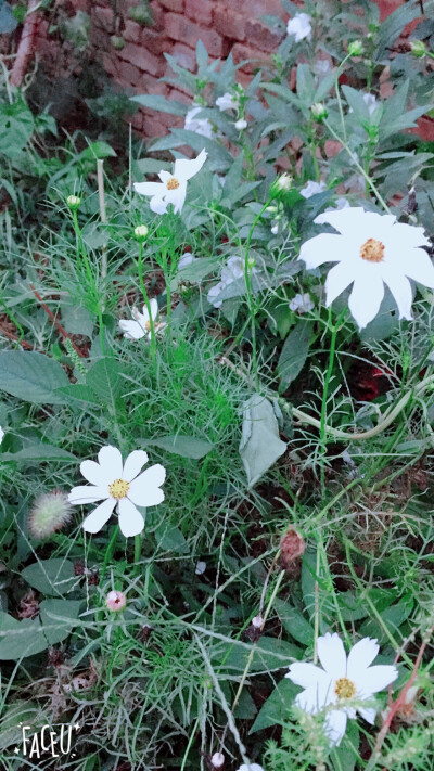 格桑花