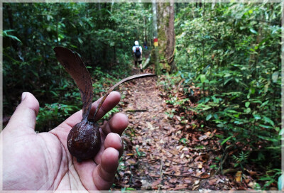 Malaysia Borneo National Parks, Sarawak, Similajau
Similajau国家公园, 砂拉越州属, 马来西亚婆罗洲