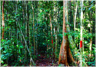 Malaysia Borneo National Parks, Sarawak, Similajau
Similajau国家公园, 砂拉越州属, 马来西亚婆罗洲