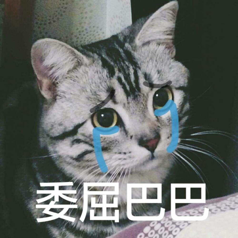 猫猫大哭的表情包图片