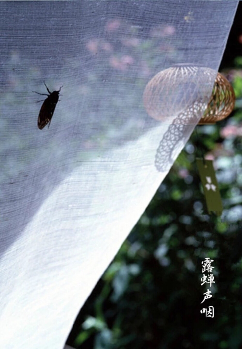 【中国节气：处暑】暑气渐止，天地始肃。疾风急雨，秋意初微。柚子润肺，莲子养心。露蝉声咽，闭窗藏扇，久眠难得。《月令七十二候集解》：七月中，处，止也，暑气至此而止矣。