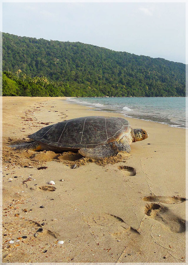 Malaysia Borneo National Parks, Sarawak, Tanjung Datu
丹绒拿督国家公园, 砂拉越州属, 马来西亚婆罗洲