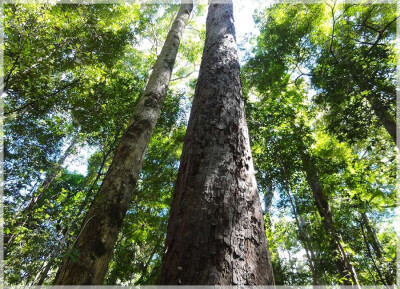 Malaysia Borneo National Parks, Sarawak, Tanjung Datu
丹绒拿督国家公园, 砂拉越州属, 马来西亚婆罗洲