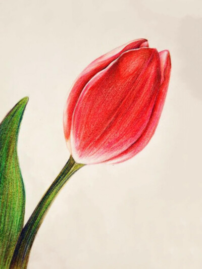 彩铅手绘（郁金香）