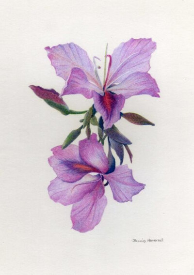 flower, orchid, colored pencil drawing of light purple blooms