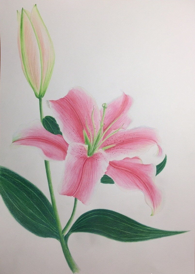 彩铅画画花