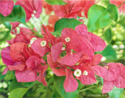 （彩铅画）Minas Bougainvillea Drawing - Minas Bougainvillea Fine Art Print