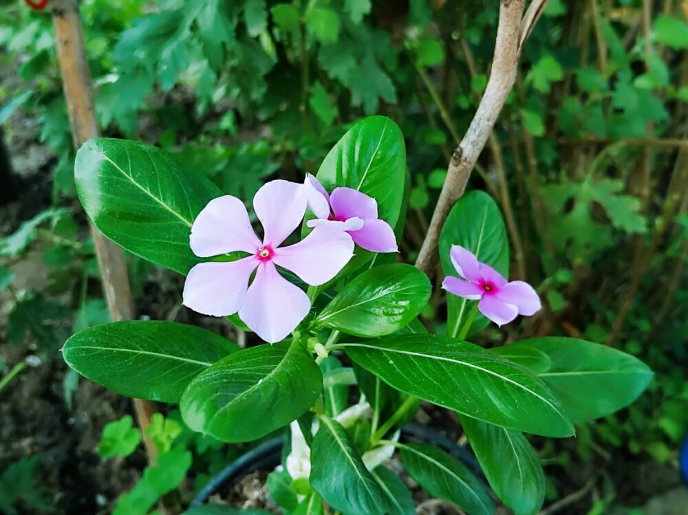 花