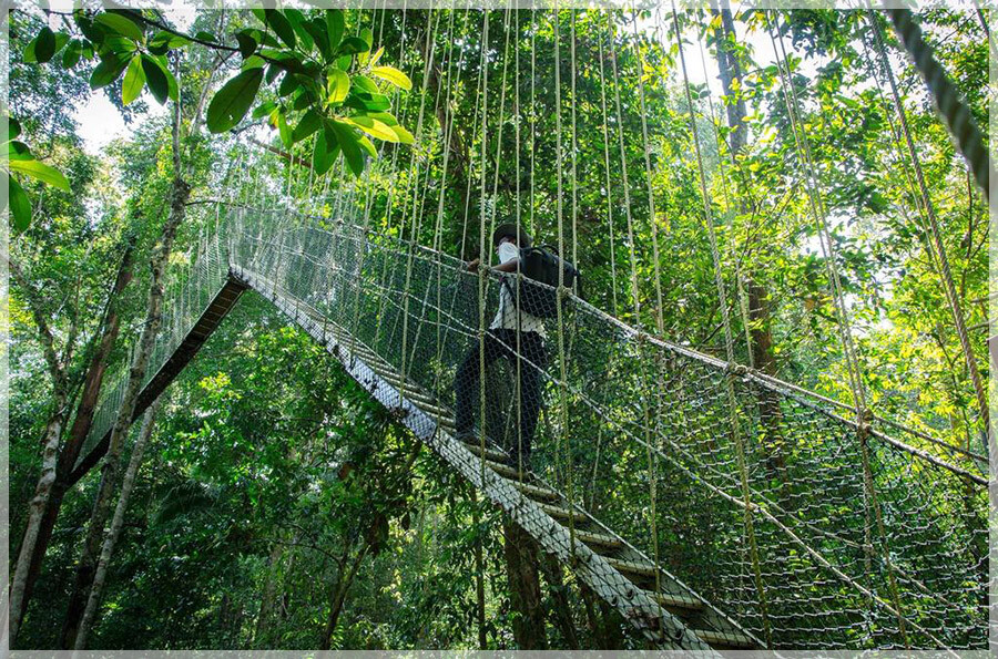 Malaysia Paninsular National Parks, Pahang, Taman Negara
大汉山国家公园, 彭亨州属, 马来西亚半岛