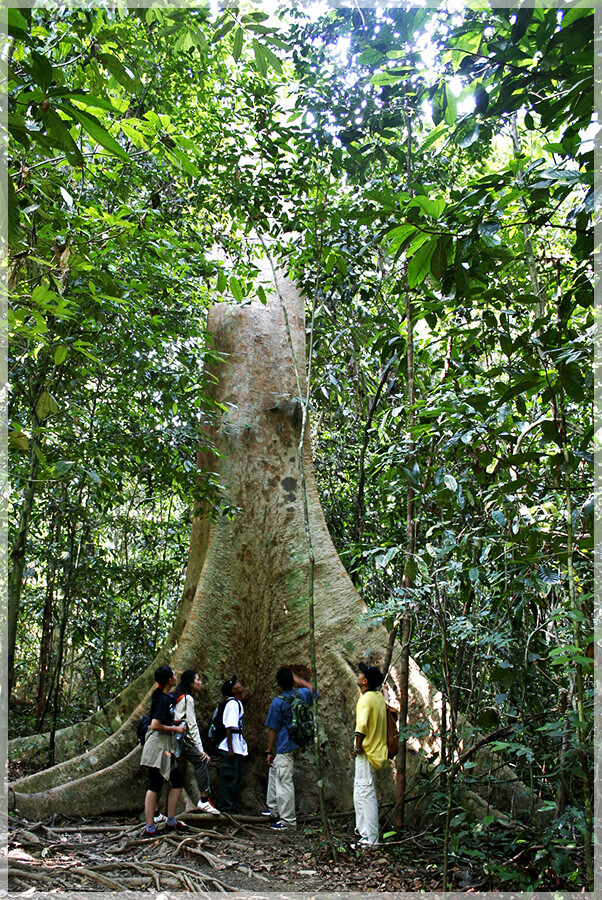 Malaysia Paninsular National Parks, Pahang, Taman Negara
大汉山国家公园, 彭亨州属, 马来西亚半岛