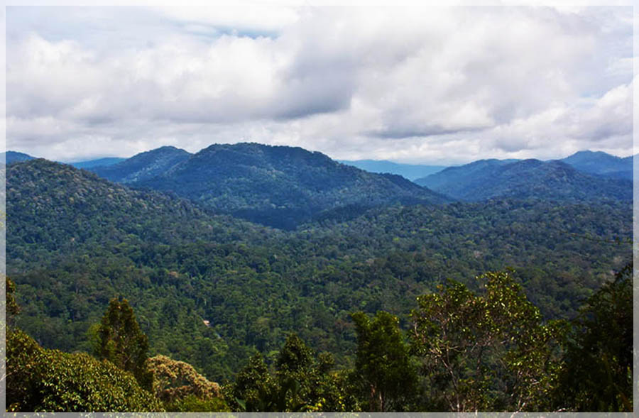 Malaysia Paninsular National Parks, Pahang, Taman Negara
大汉山国家公园, 彭亨州属, 马来西亚半岛