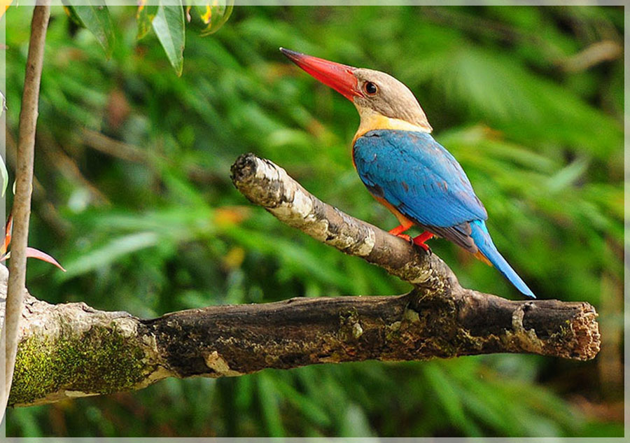 Malaysia Paninsular National Parks, Pahang, Taman Negara
大汉山国家公园, 彭亨州属, 马来西亚半岛