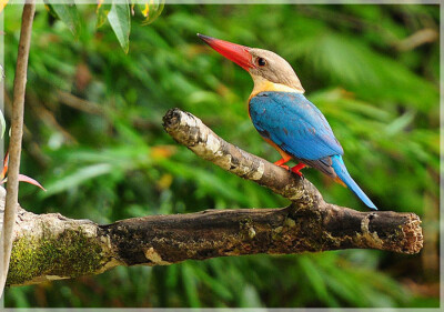 Malaysia Paninsular National Parks, Pahang, Taman Negara
大汉山国家公园, 彭亨州属, 马来西亚半岛