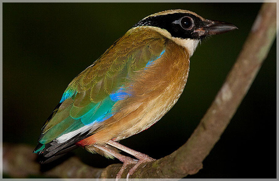 Malaysia Paninsular National Parks, Pahang, Taman Negara
大汉山国家公园, 彭亨州属, 马来西亚半岛