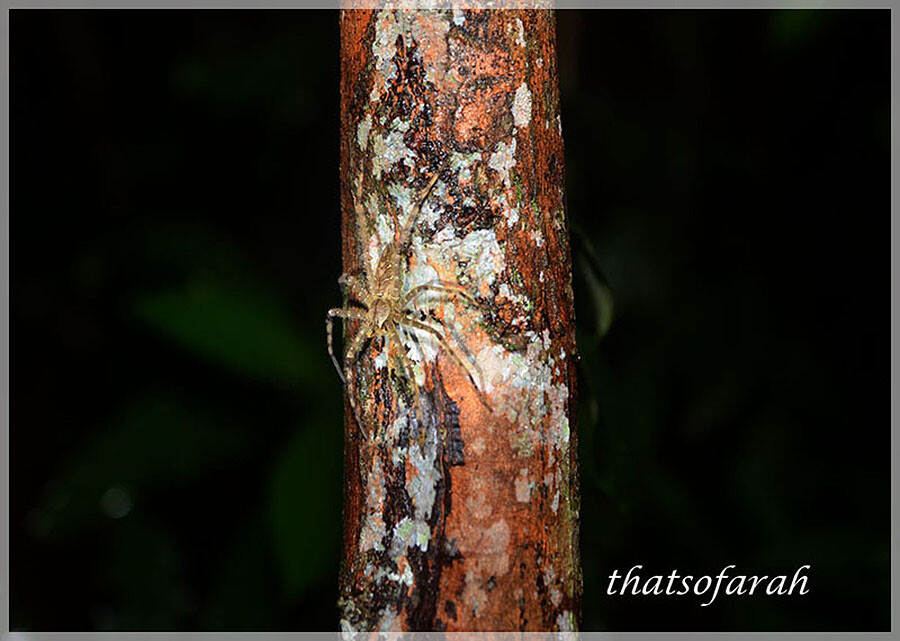 Malaysia Paninsular National Parks, Pahang, Taman Negara
大汉山国家公园, 彭亨州属, 马来西亚半岛