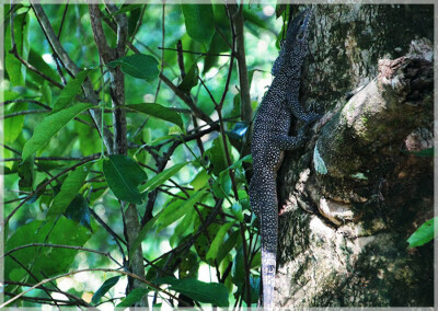 Malaysia Paninsular National Parks, Pahang, Taman Negara
大汉山国家公园, 彭亨州属, 马来西亚半岛