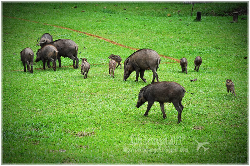 Malaysia Paninsular National Parks, Pahang, Taman Negara
大汉山国家公园, 彭亨州属, 马来西亚半岛