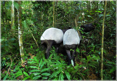 Malaysia Paninsular National Parks, Pahang, Taman Negara
大汉山国家公园, 彭亨州属, 马来西亚半岛