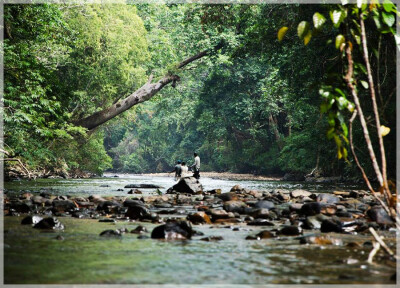 Malaysia Paninsular National Parks, Pahang, Taman Negara
大汉山国家公园, 彭亨州属, 马来西亚半岛