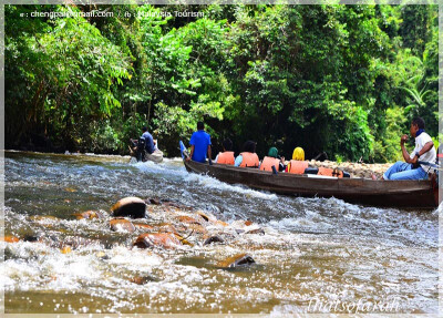 Malaysia Paninsular National Parks, Pahang, Taman Negara
大汉山国家公园, 彭亨州属, 马来西亚半岛