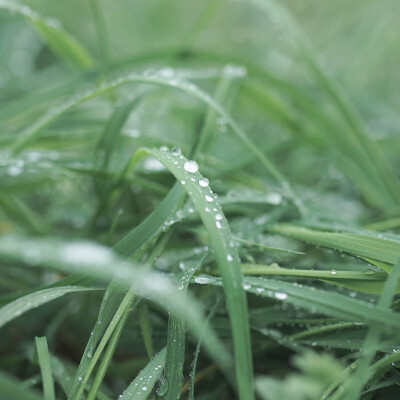 雨天草地