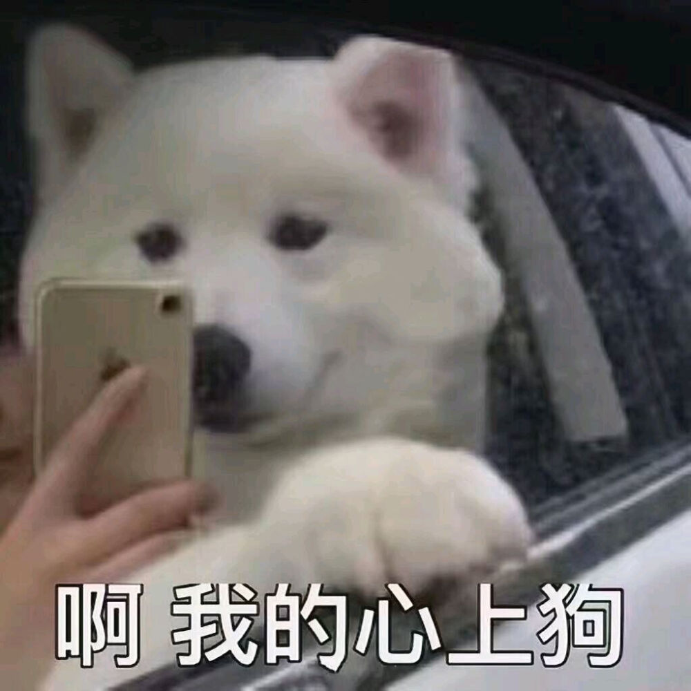 狗