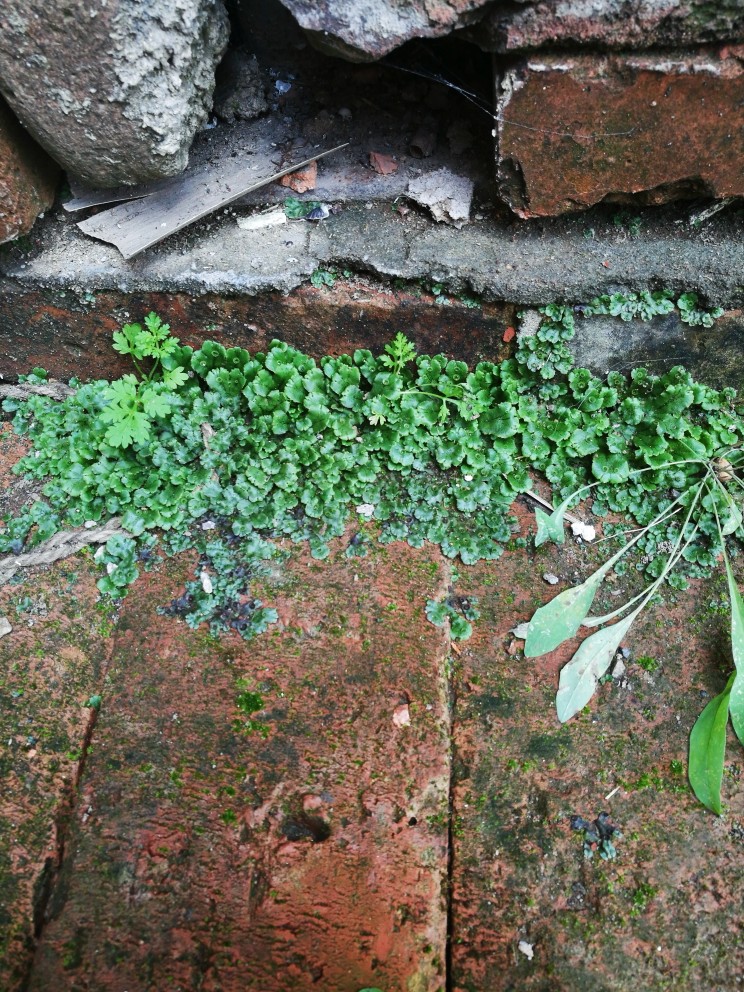 青苔~
——关于樊阿川