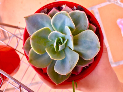 【Echeveria Capri】中国大陆无